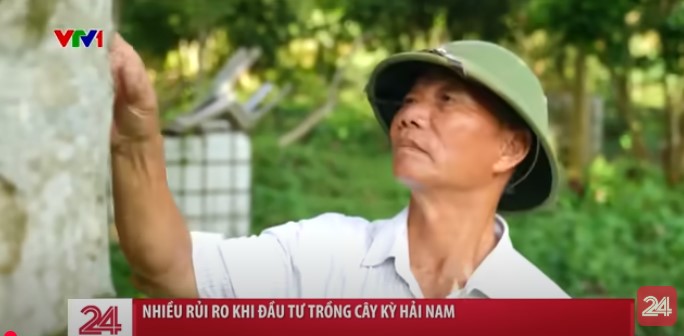 Nhiều rủi ro khi trồng cây Kỳ Hải Nam